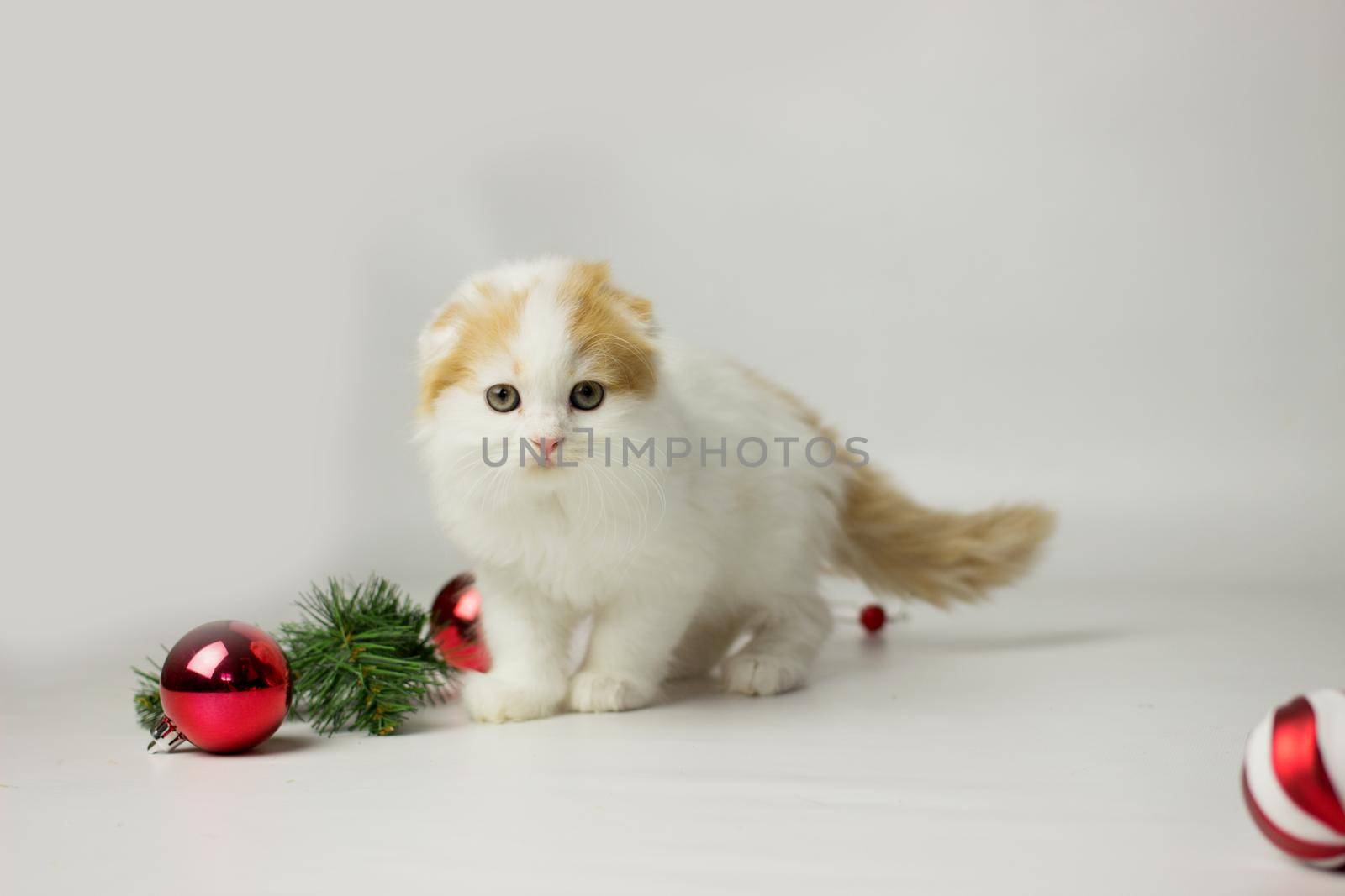 Cute scottish kitten playing in a gift box with Christmas decoration by KatrinBaidimirova