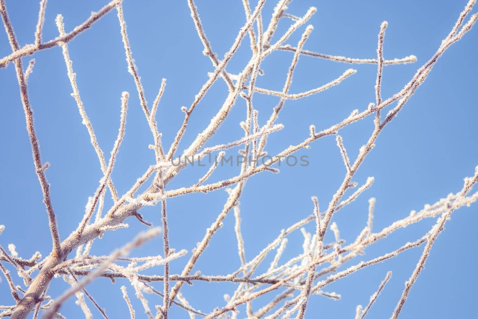 Frost-covered apple tree branch on a sunny winter day. Frozen winter plant landscape. Ice on tree macro