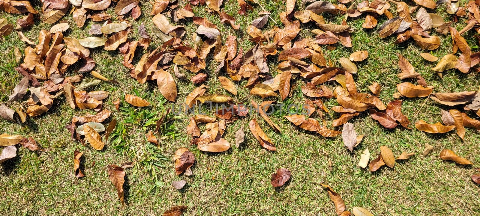 dry autumn winter leaves in park by sarsa