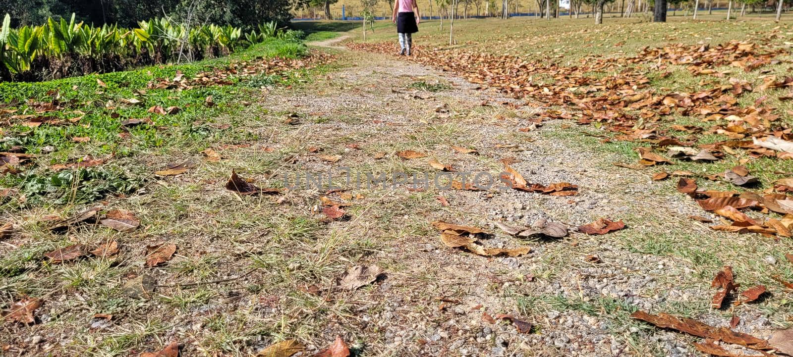 dry autumn winter leaves in park by sarsa