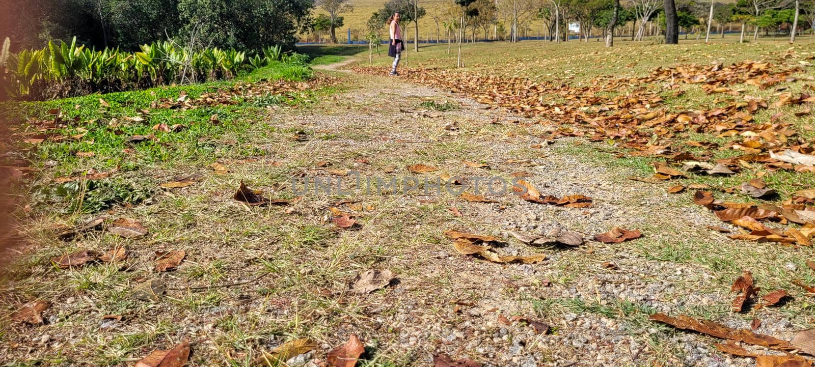 dry autumn winter leaves in a park in the countryside of Brazil