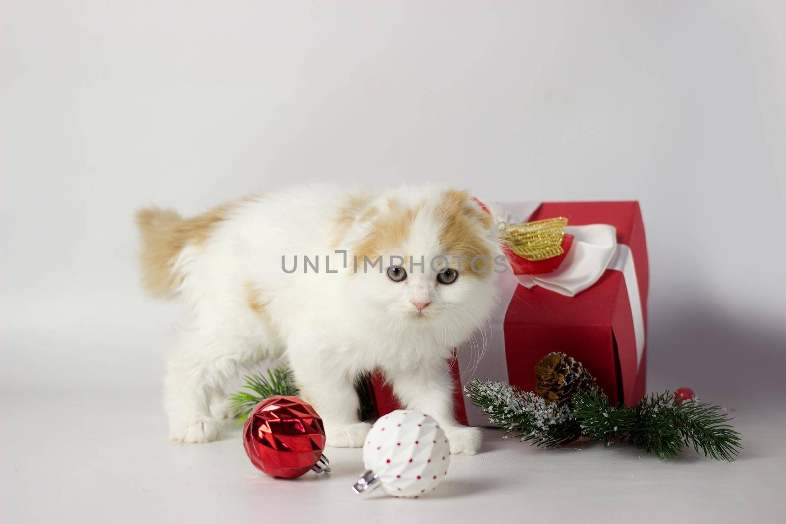 Cute scottish kitten playing in a gift box with Christmas decoration. Highland fold cat. White and red color