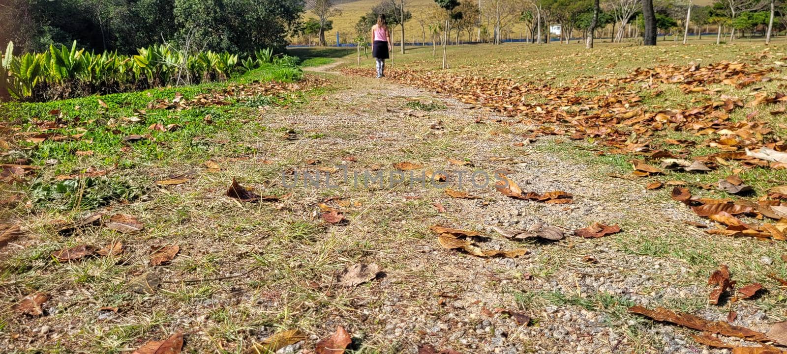dry autumn winter leaves in a park in the countryside of Brazil