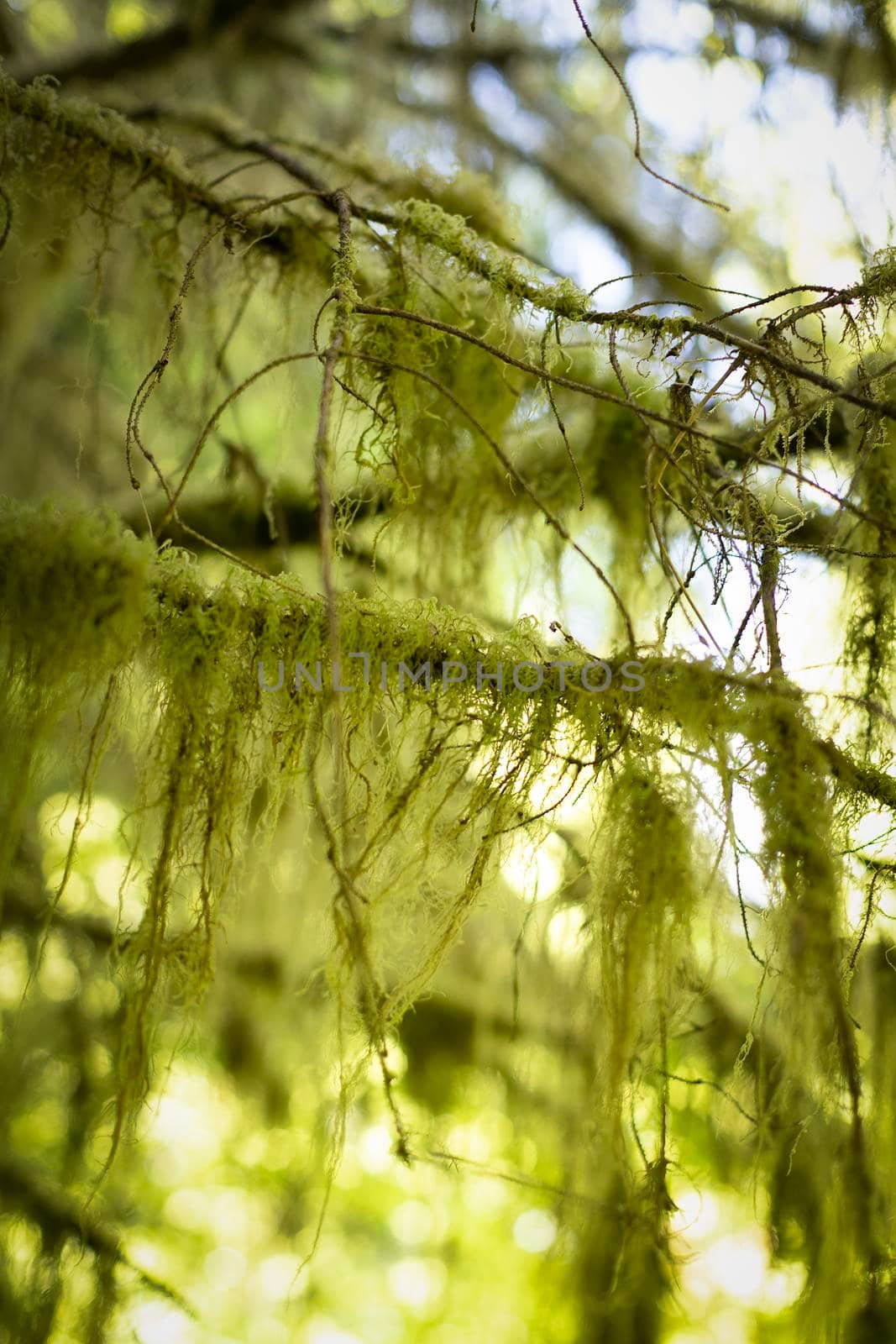 Moss growing in Washington Hoh rainforest