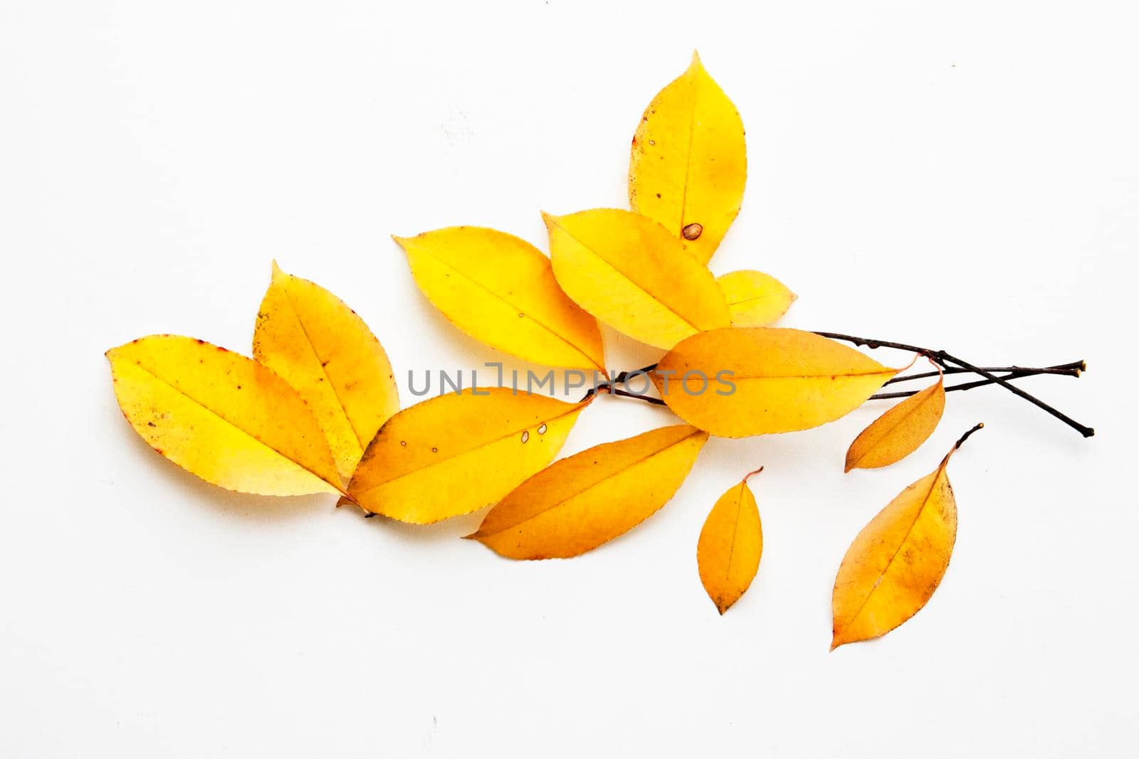 Yellow leaves on branches on a white background