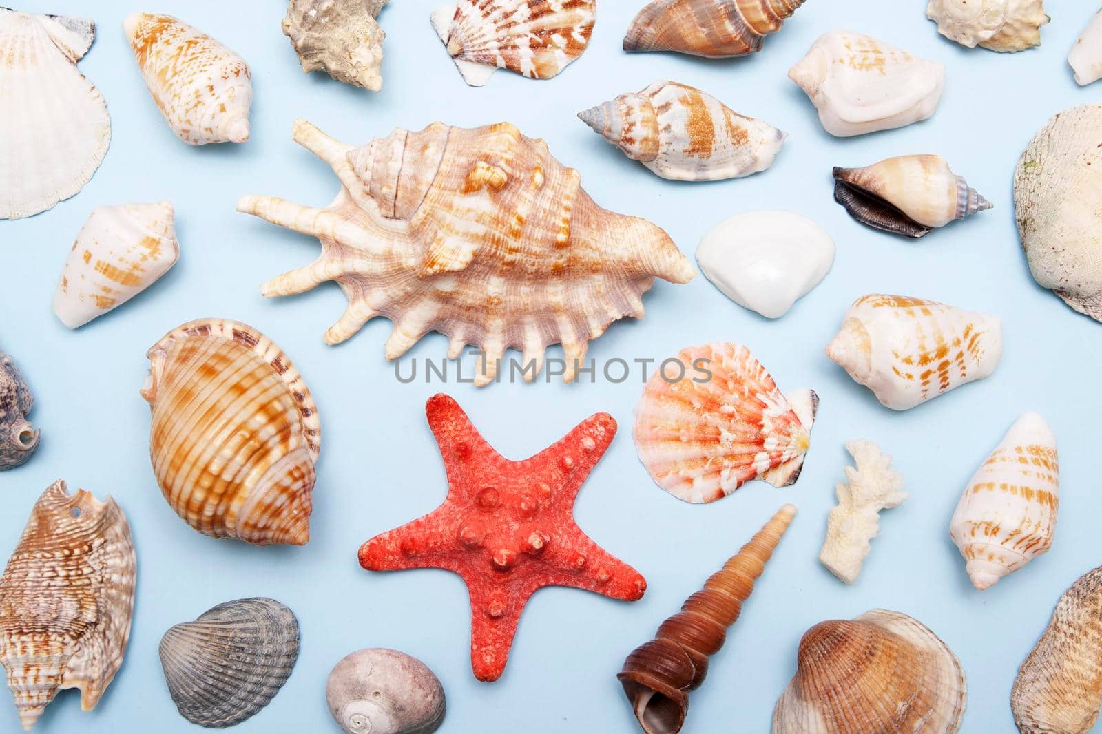 Top view of shells of different shapes and sizes on a blue background. Summer, sea, vacation background by ssvimaliss