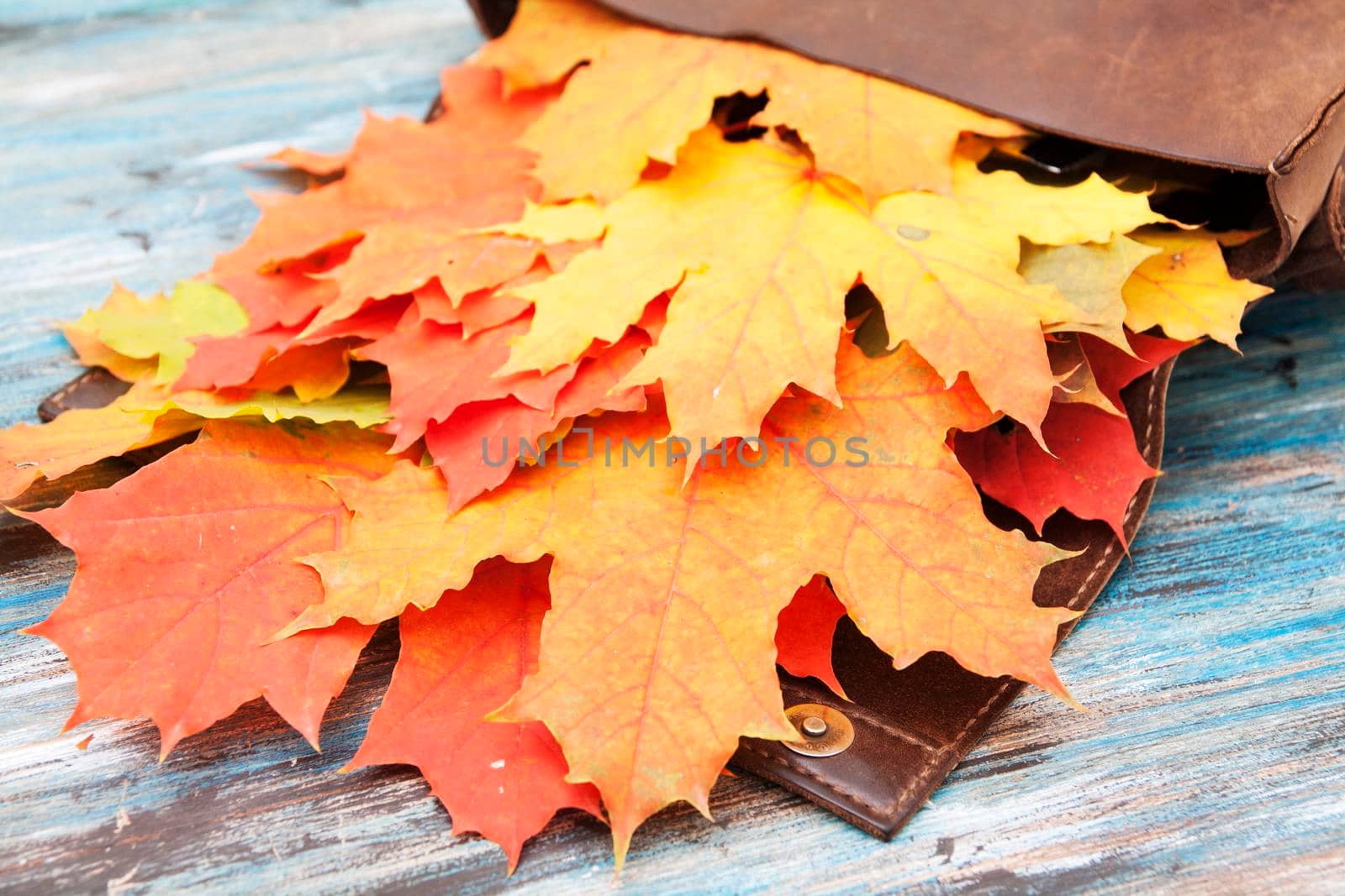 Bright orange, red autumn leaves in an leather bag. Autumn concept by ssvimaliss
