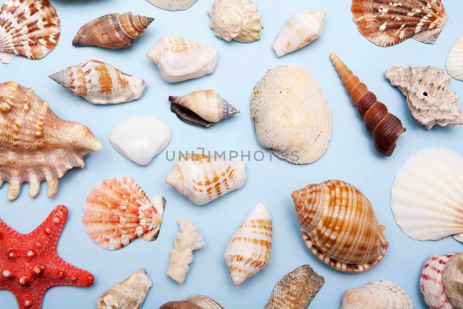 Top view of shells of different shapes and sizes on a blue background. Summer, sea, vacation background by ssvimaliss