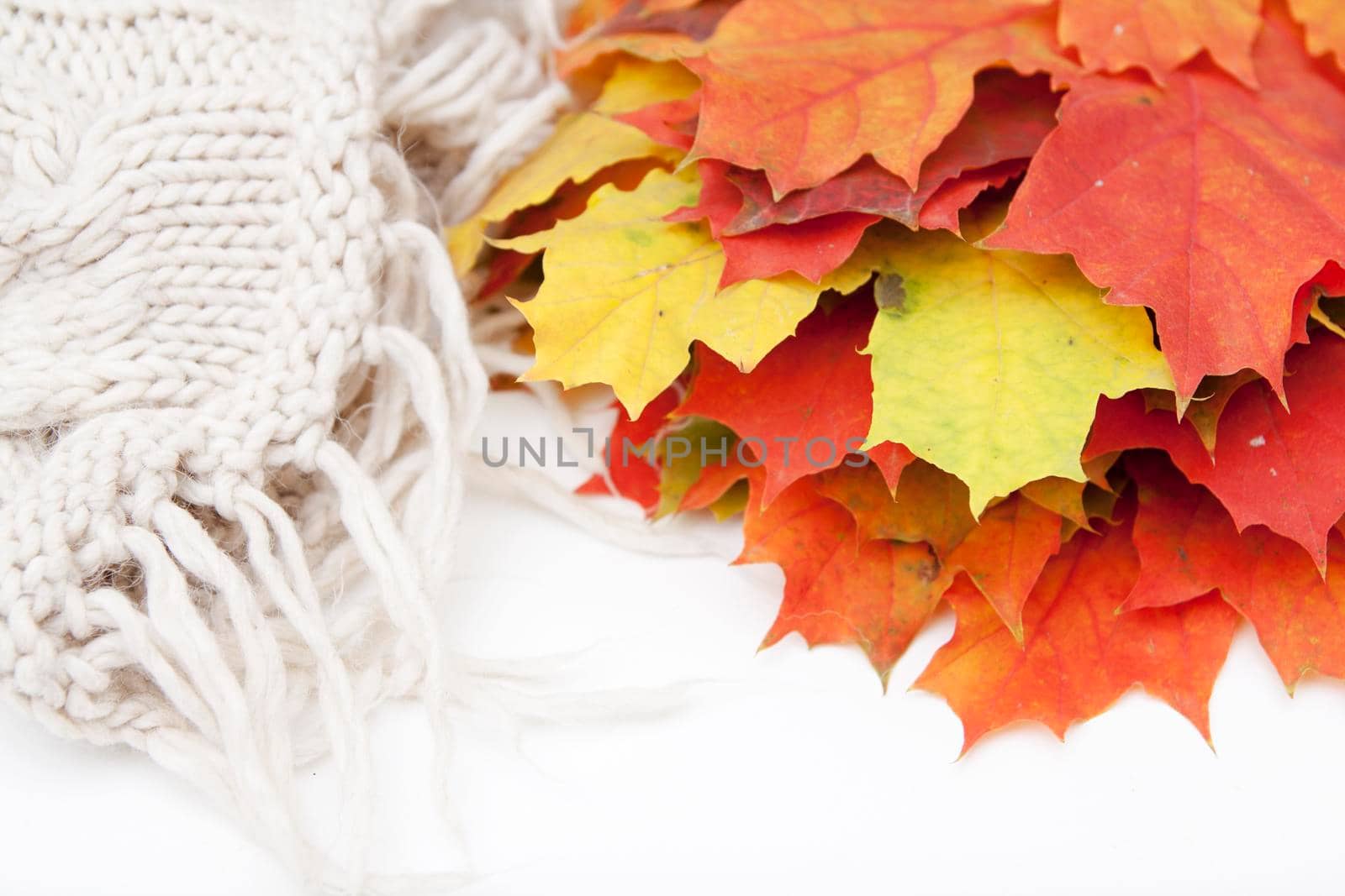 Autumn background of orange and red maple leaves on a white background