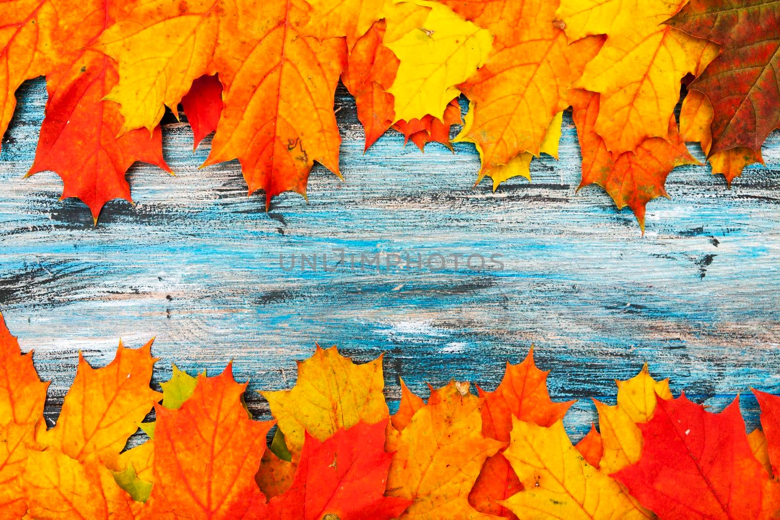 Bright autumn background of orange and red maple leaves on a blue vintage background by ssvimaliss