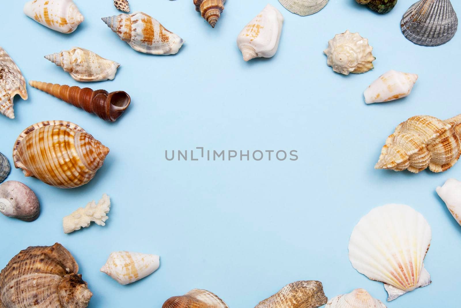 Top view on seashells on a blue background with copy space. Summer, sea, vacation background by ssvimaliss
