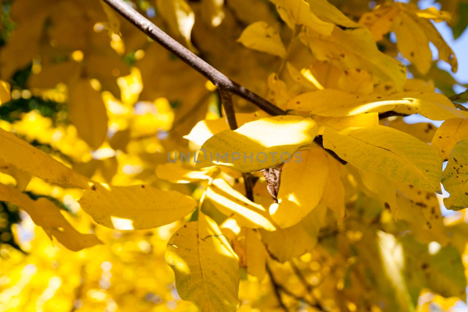 The sun's rays in the yellowed leaves of a nut