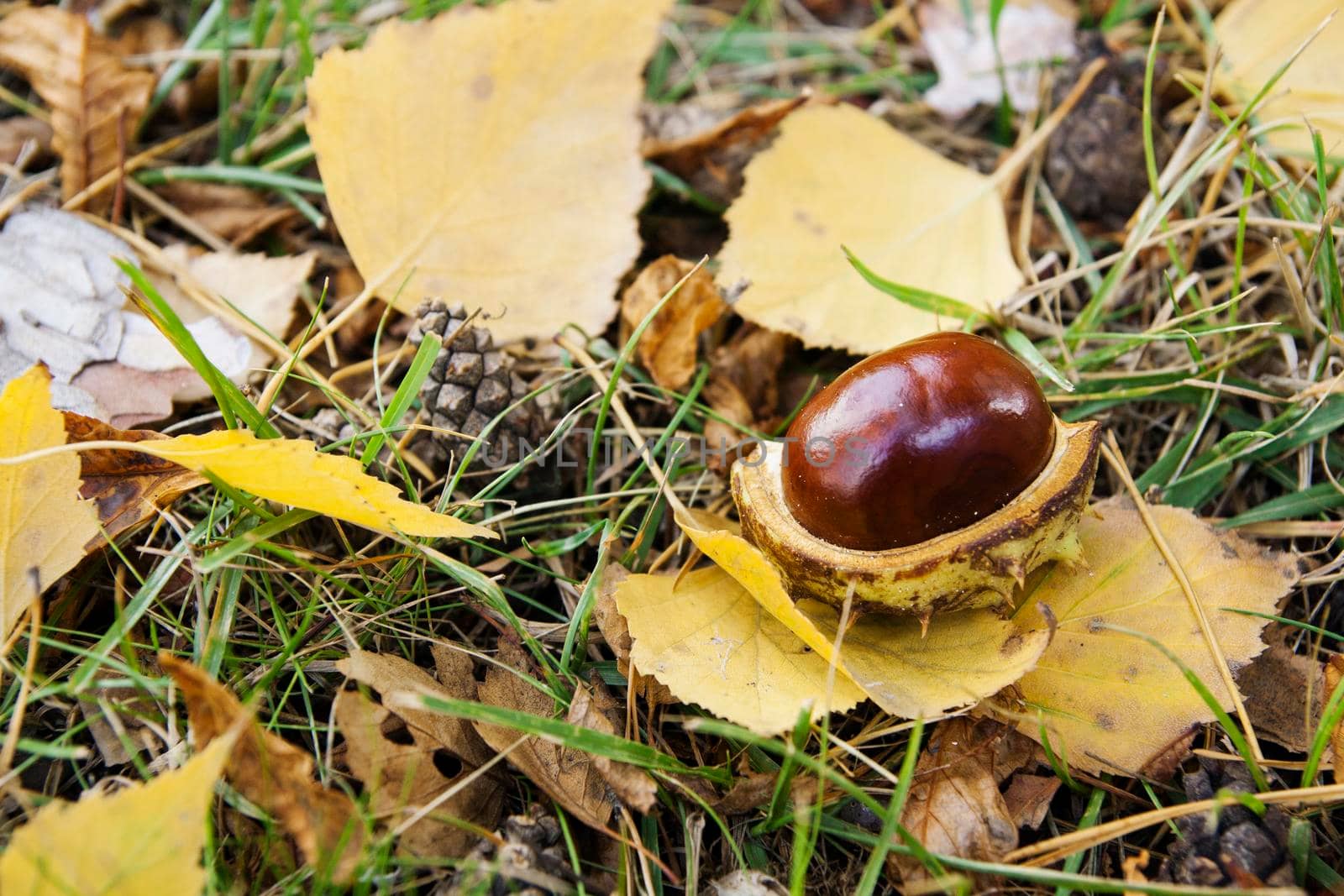 Fallen chestnut, autumn leaves, cones on the ground