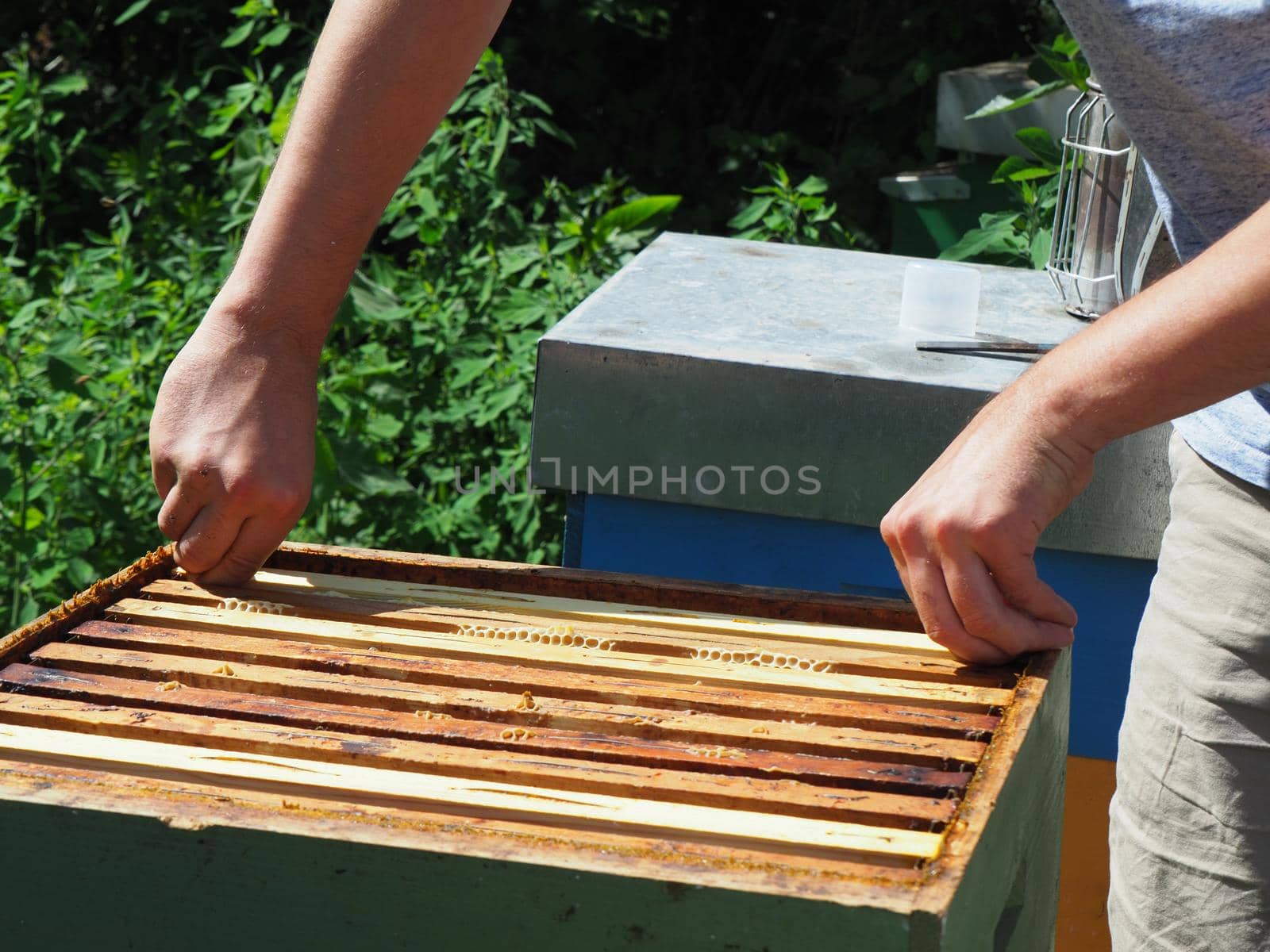 Beekeeper working with bees and beehives on the apiary. Beekeeping concept. Beekeeper harvesting honey Beekeeper on apiary.