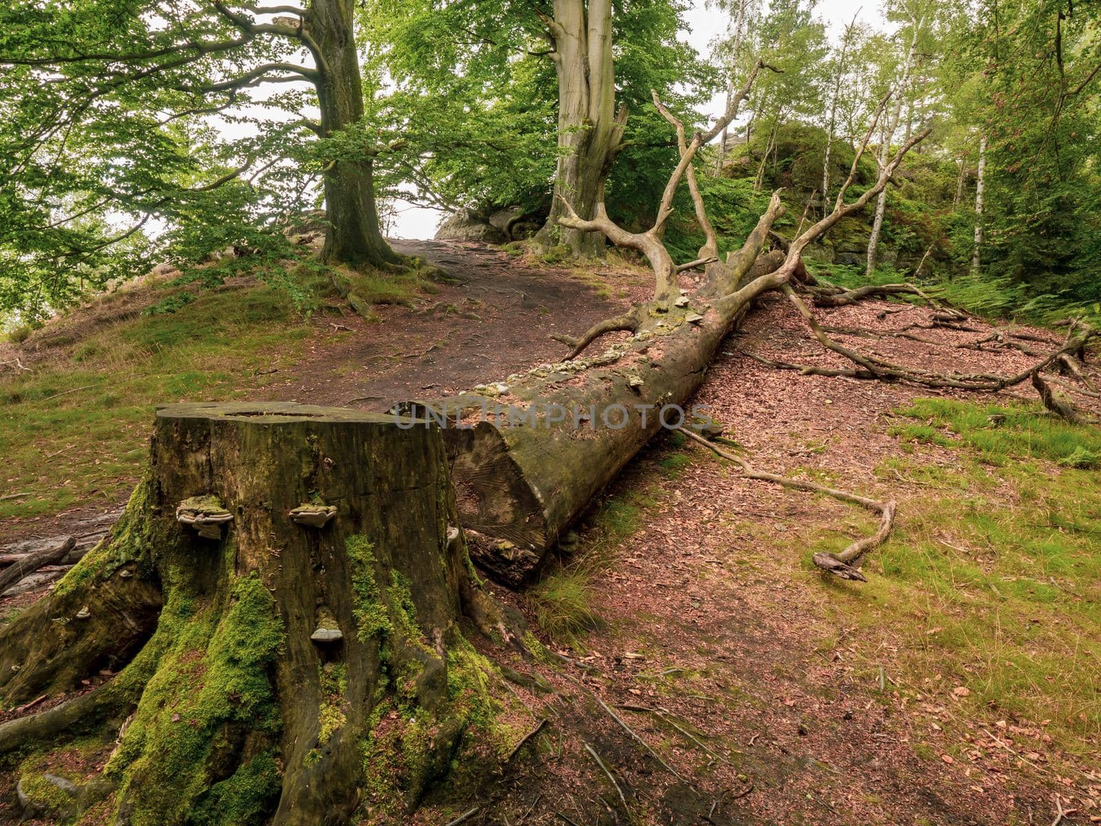 Fallen historical beech tree. Big beech tree cut down in the forest  by rdonar2