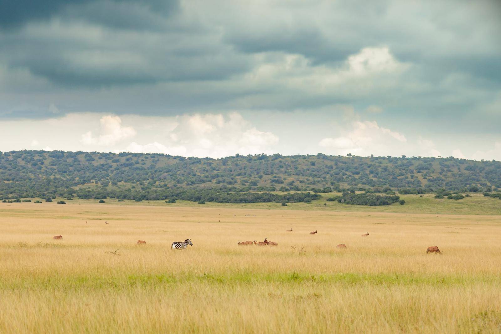 Herd of impalas and zebras graze in a meadow in the savannah