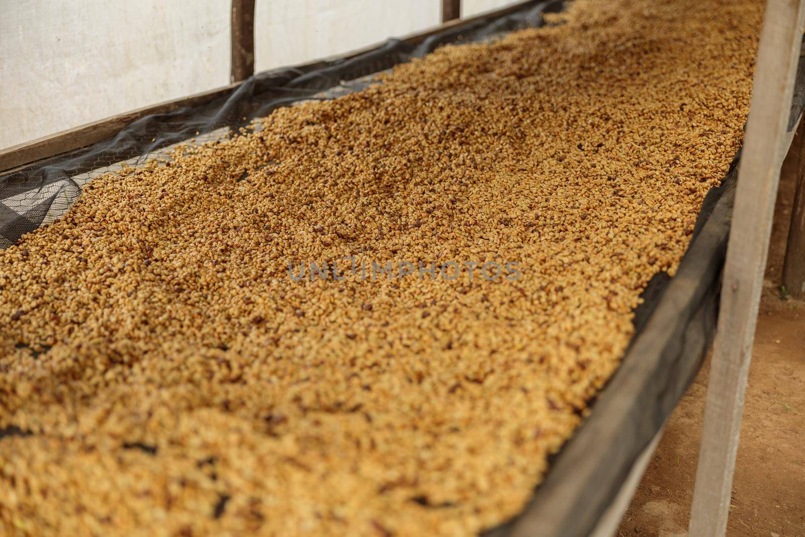 Close up of coffee beans during honey process. Coffee production