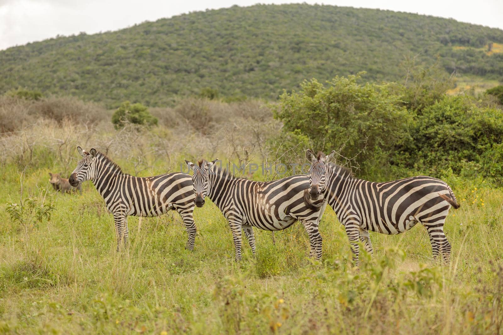 Herd of zebras on the african savannah with a wild boar in the background