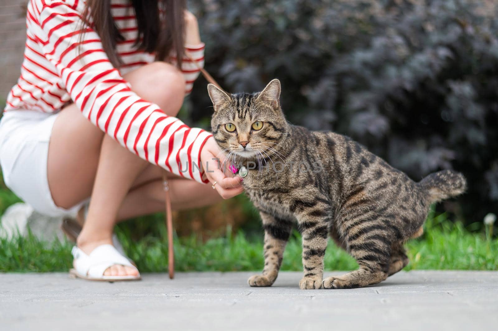 Young woman walking a tabby cat outdoors. by mrwed54