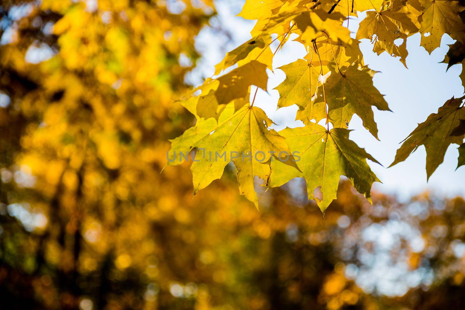 Bright colorful maple leaves float in the wind on dark blue background. Beautiful view of bright autumn leaves in the park on a sunny morning