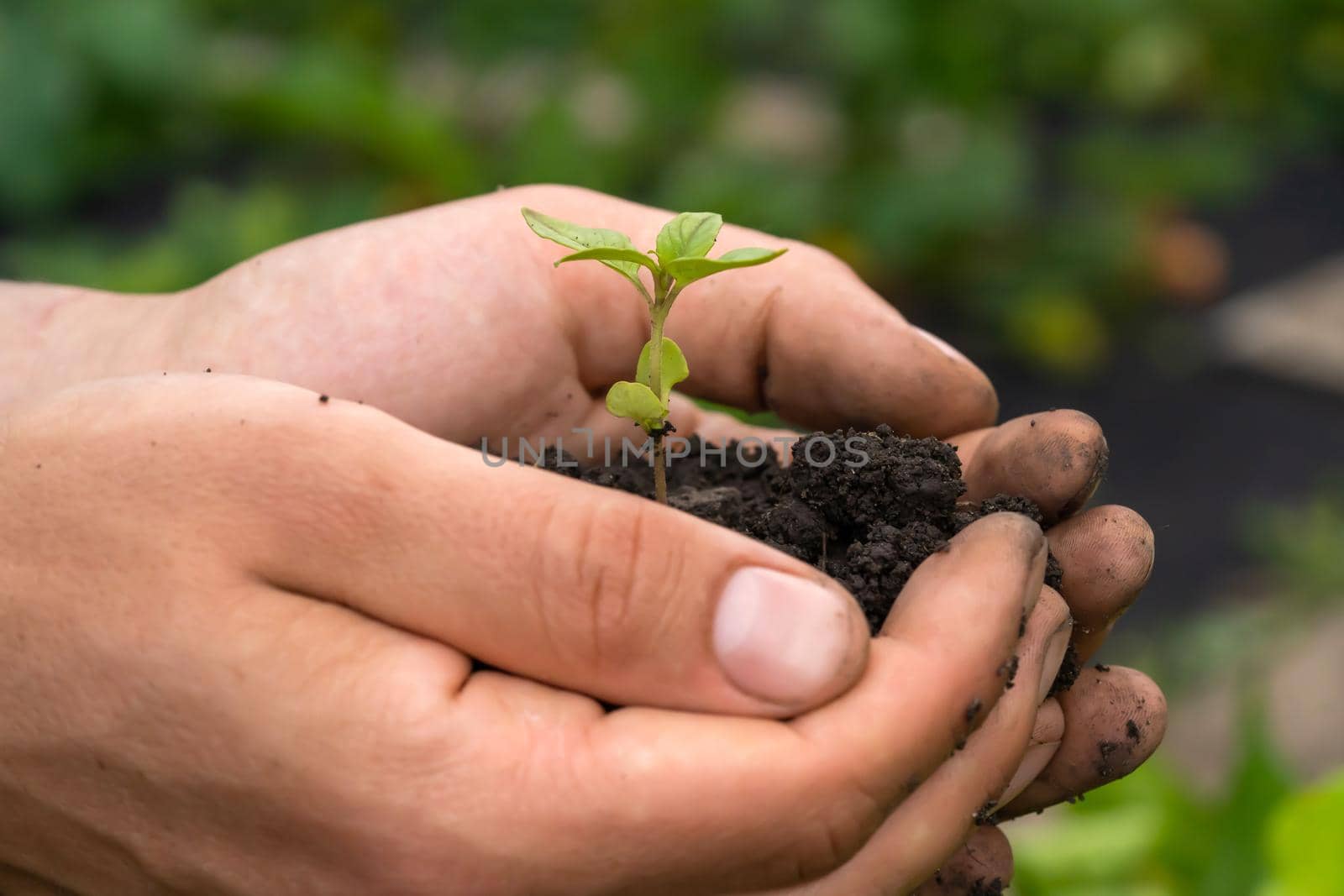 New life and growth concept. Seed and planting concept. Close up of gardener hands holding seedling. Hands are holding sapling with soil in cupped hands.