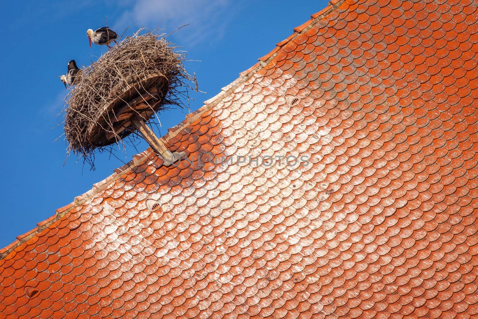 Stork nest in Colmar beautiful alsatian architecture at springtime, Eastern France