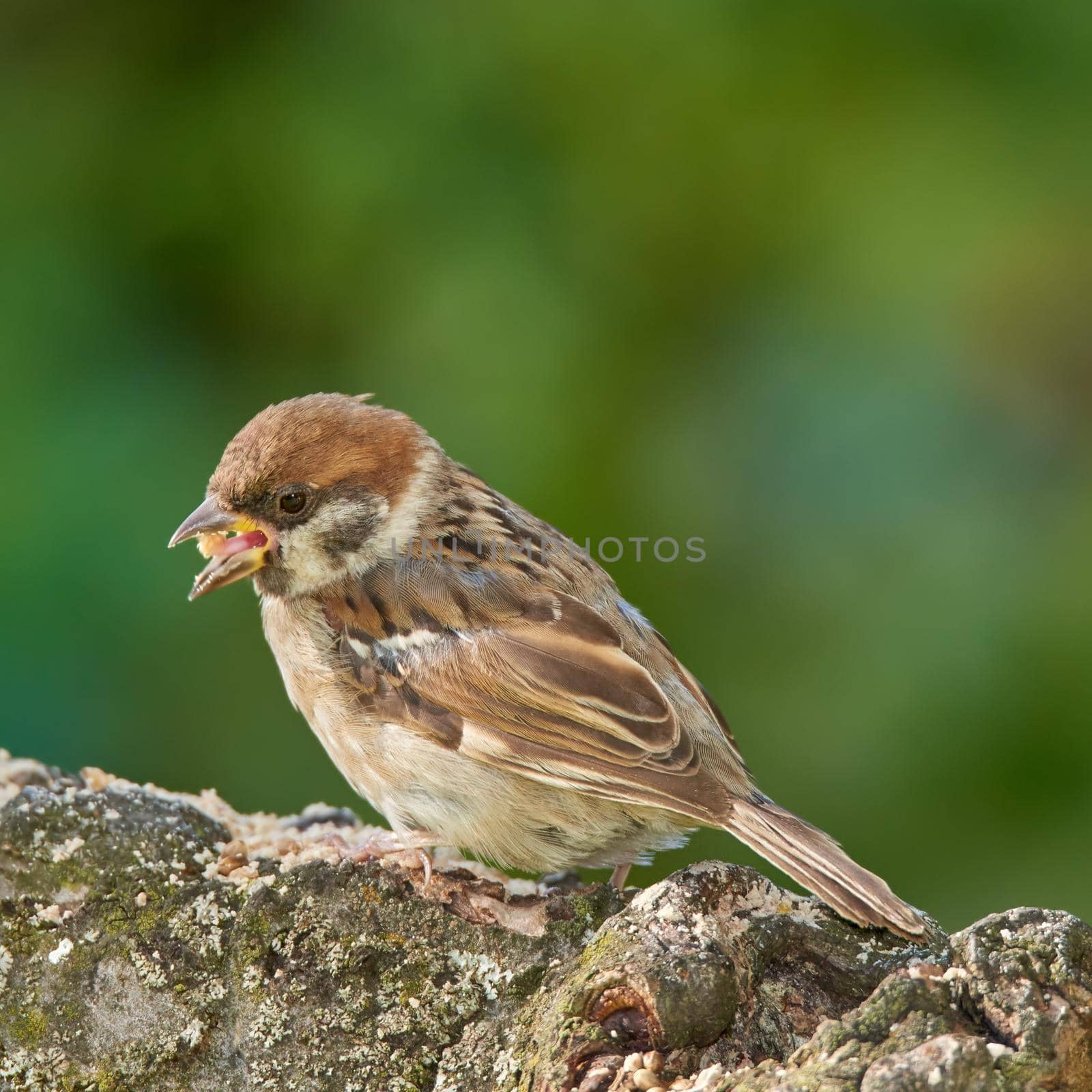 Sparrow. Sparrows are a family of small passerine birds, Passeridae. They are also known as true sparrows, or Old World sparrows, names also used for a particular genus of the family, Passer