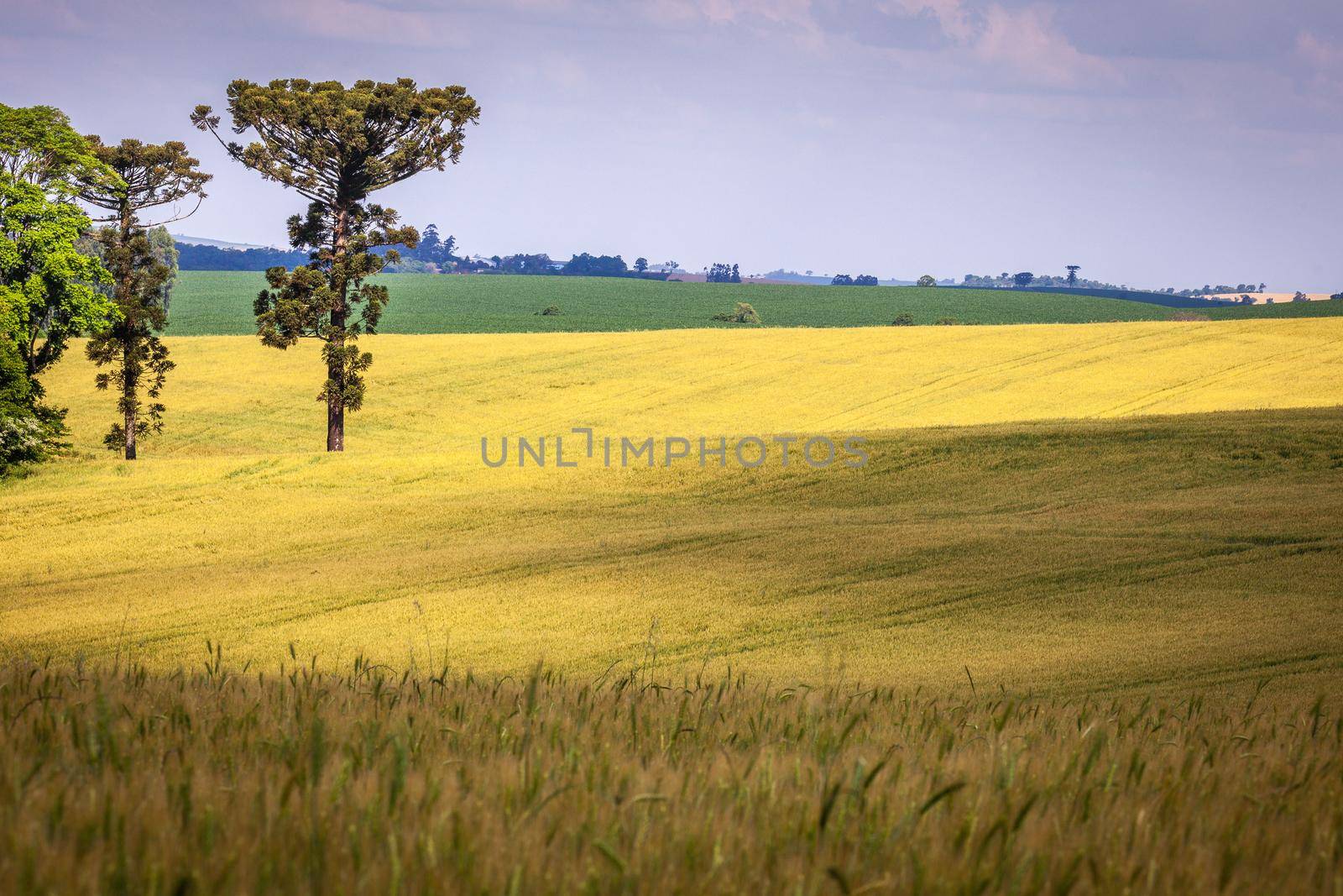 Araucaria conifer tree in Santa Catarina state at evening, southern Brazil by positivetravelart