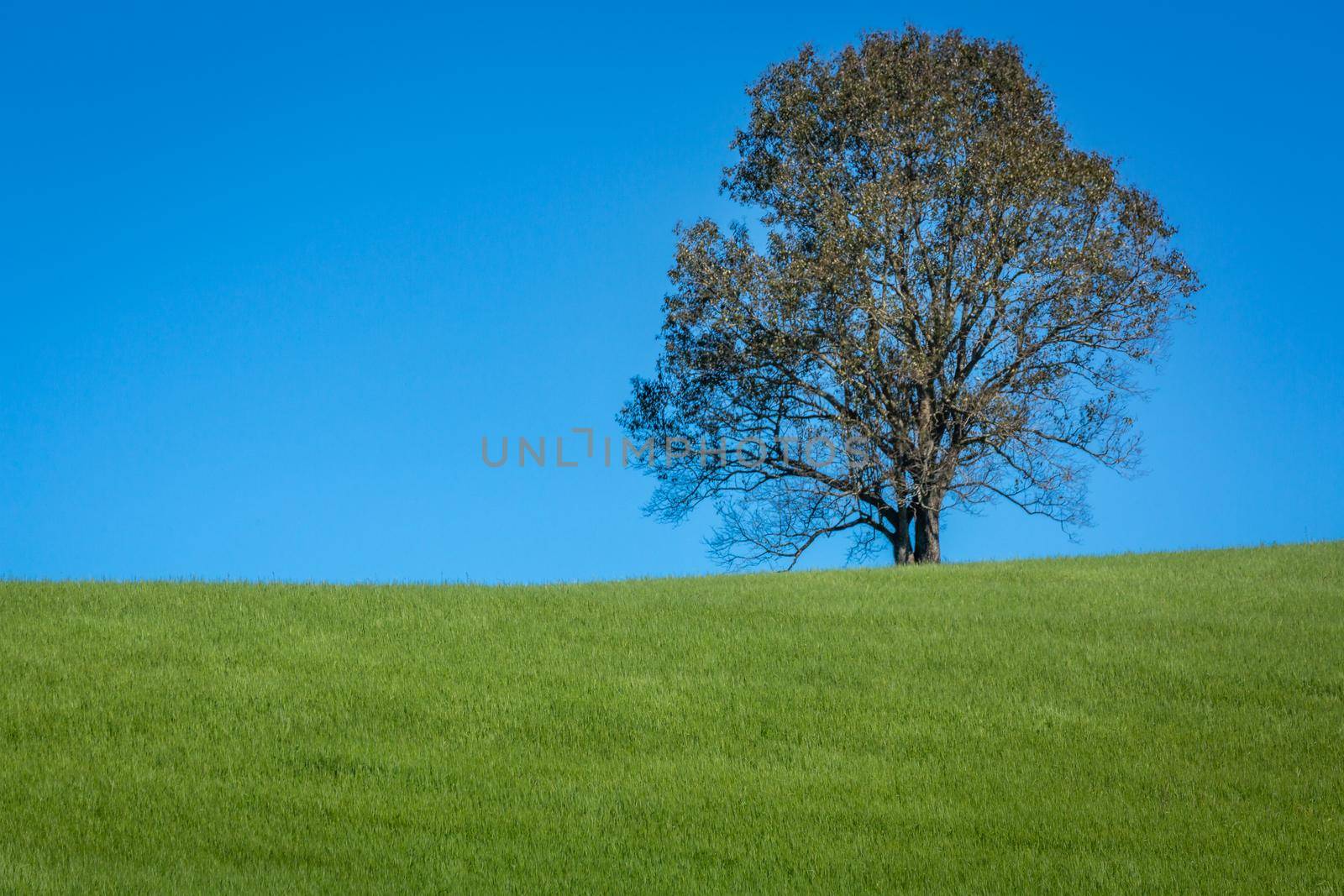 Lonely tree in Santa Catarina state countryside at sunny evening, southern Brazil
