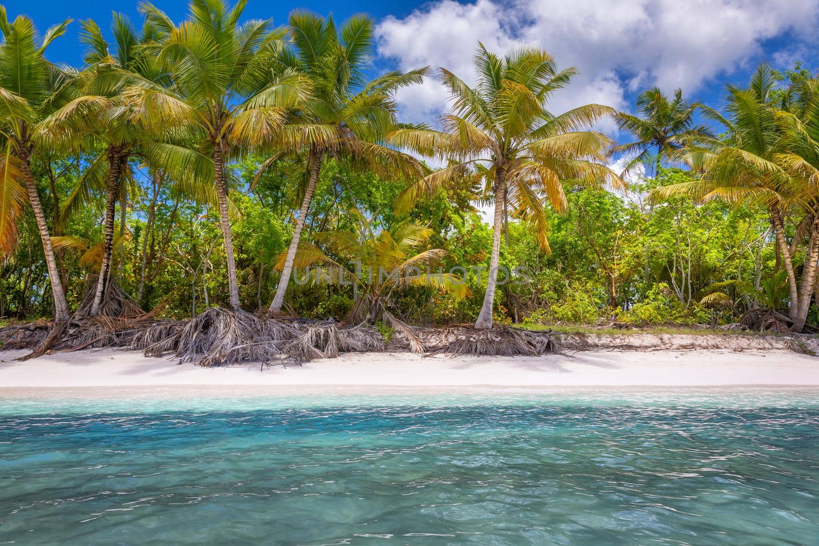 Tropical paradise: idyllic caribbean beach with palm trees, Punta Cana, Saona by positivetravelart