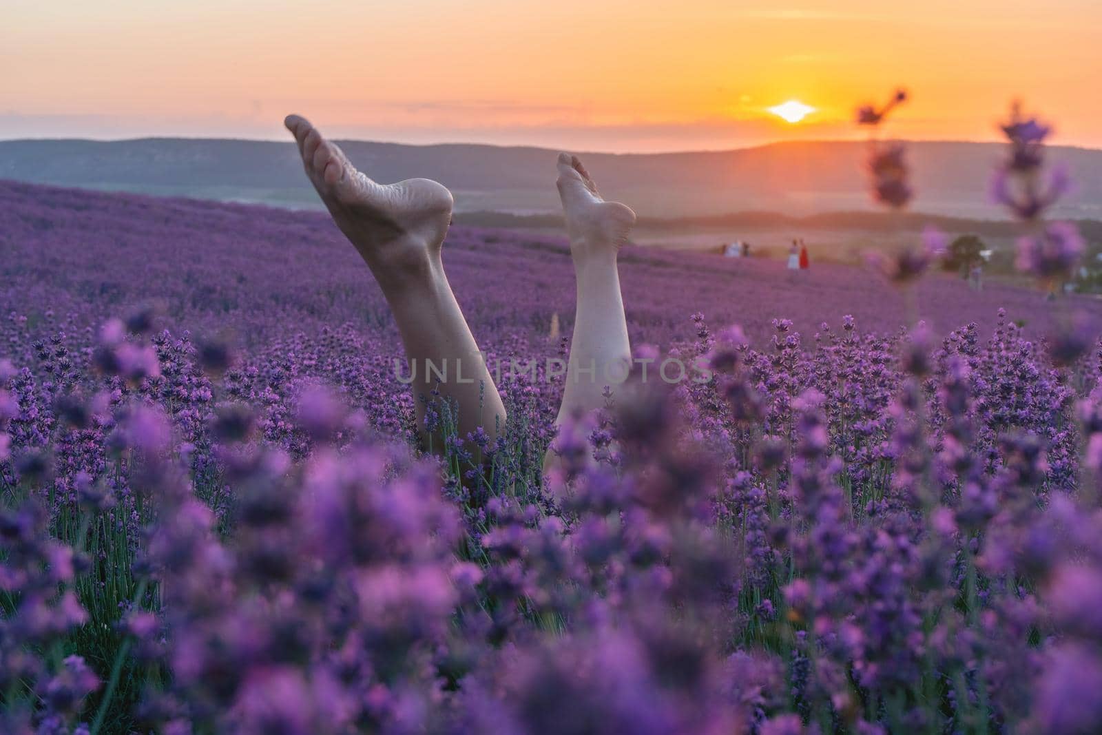 Selective focus. Slender ballerina girl legs in lavender bushes, warm sunset light. Bushes of purple lavender in blossom, aromatic flowers at lavender fields of the French Provence near Valensole by panophotograph