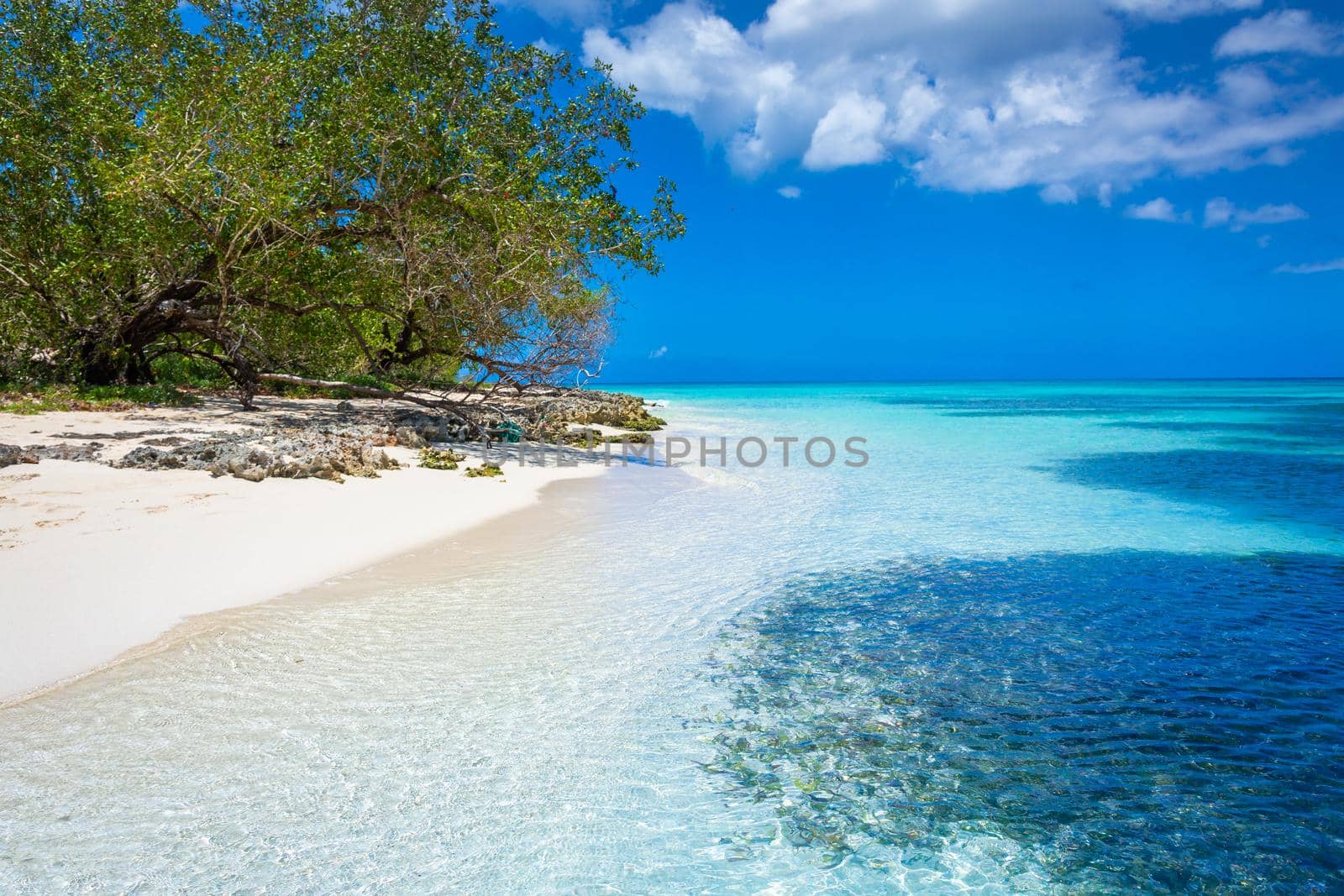 Tropical paradise: idyllic caribbean beach with palm trees, Punta Cana, Saona by positivetravelart