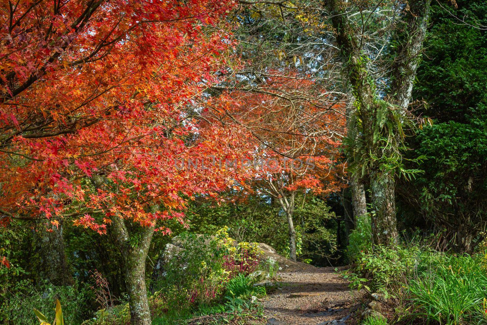 Autumn landscape with trees and araucarias in Gramado, rio Grande do Sul, Southern Brazil