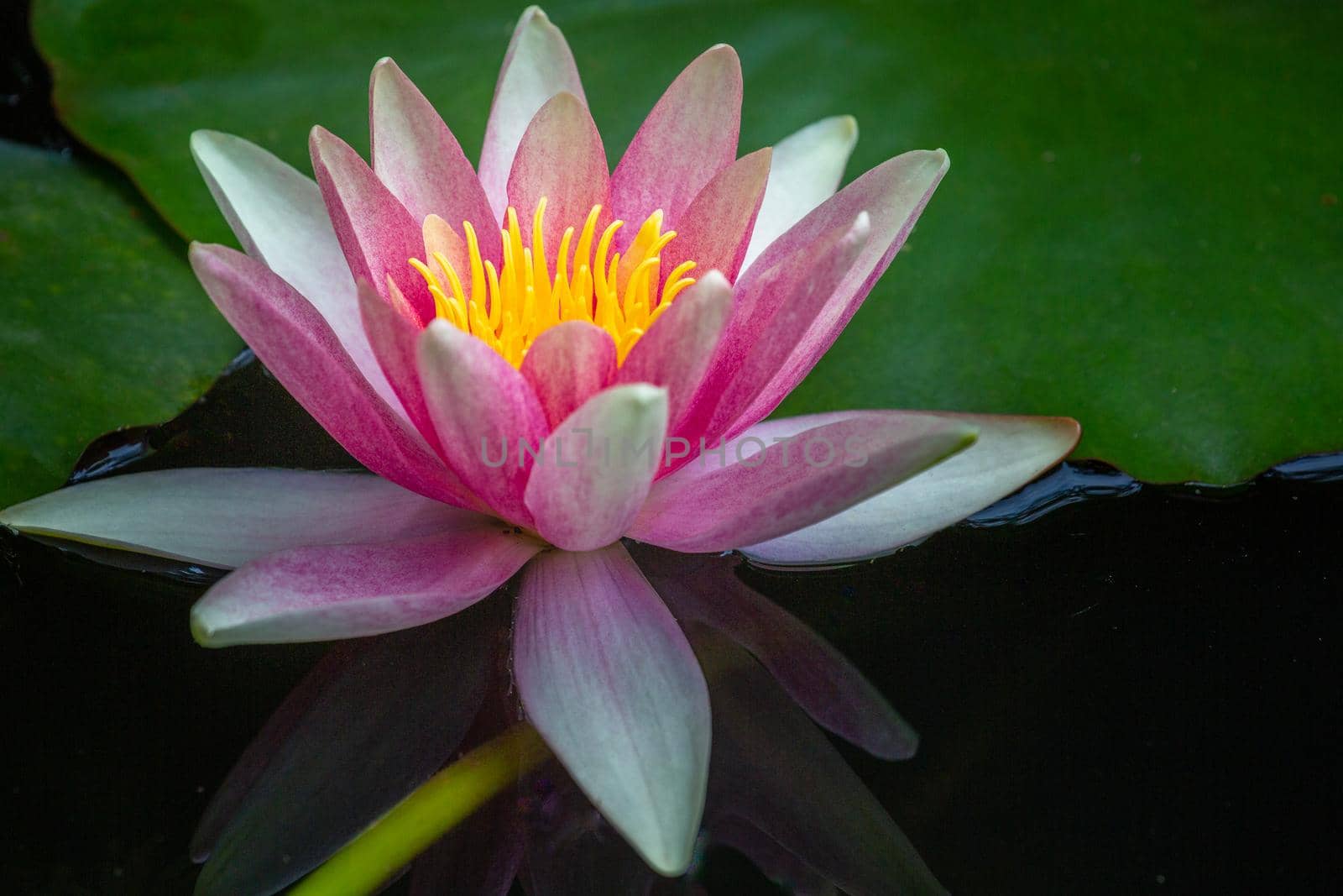Beautiful lily water close-up in pond garden, Giverny, France