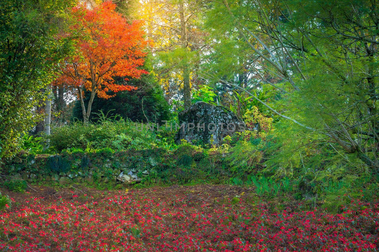 Autumn landscape with trees and araucarias in Gramado, rio Grande do Sul, Southern Brazil