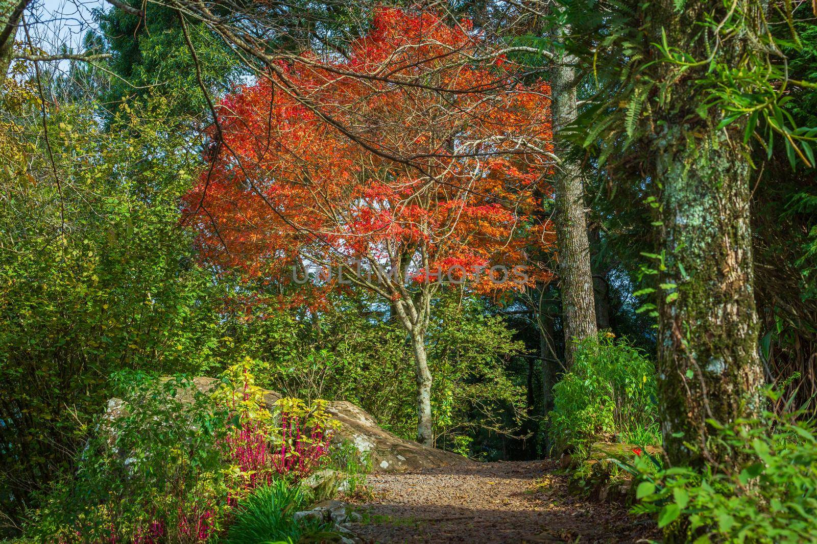 Autumn landscape with trees and araucarias in Gramado, rio Grande do Sul, Southern Brazil