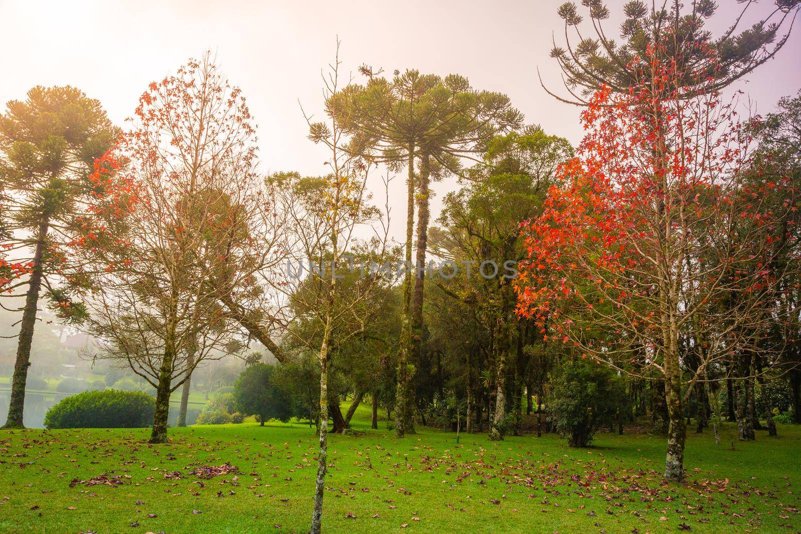Autumn landscape with trees and araucarias in Gramado, rio Grande do Sul, Southern Brazil