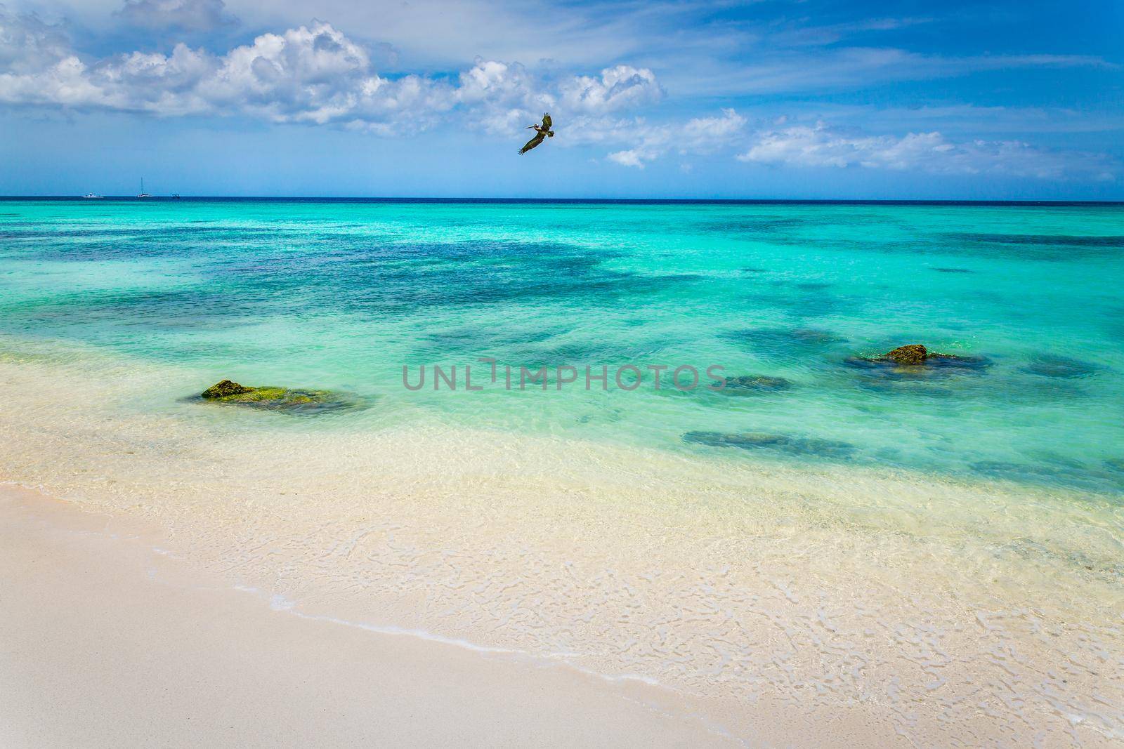 Pelican flying over idyllic translucent caribbean beach at sunny day in Aruba, Dutch Antilles