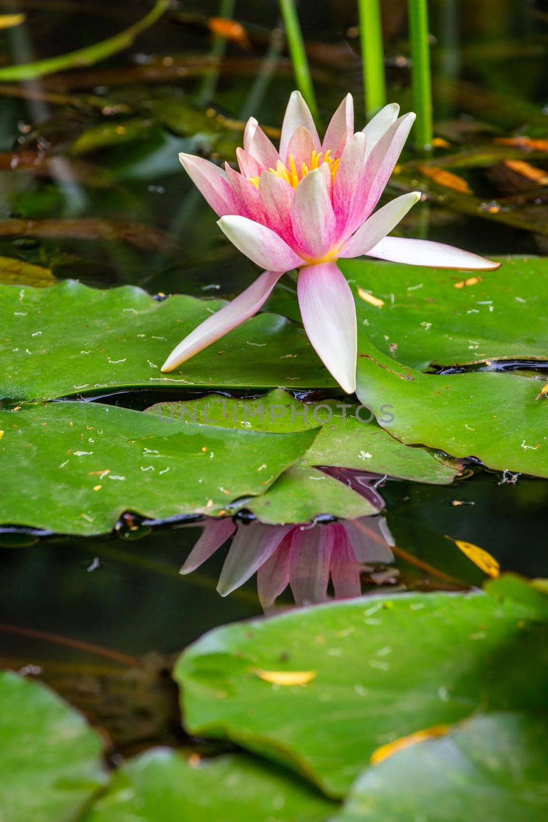 Beautiful lily water close-up in pond garden, Giverny, France