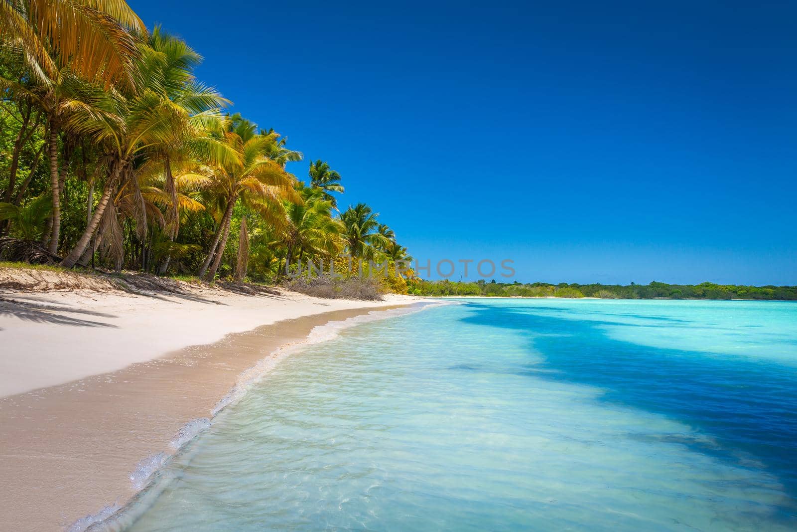 Tropical paradise: idyllic caribbean beach with palm trees, Punta Cana, Saona by positivetravelart