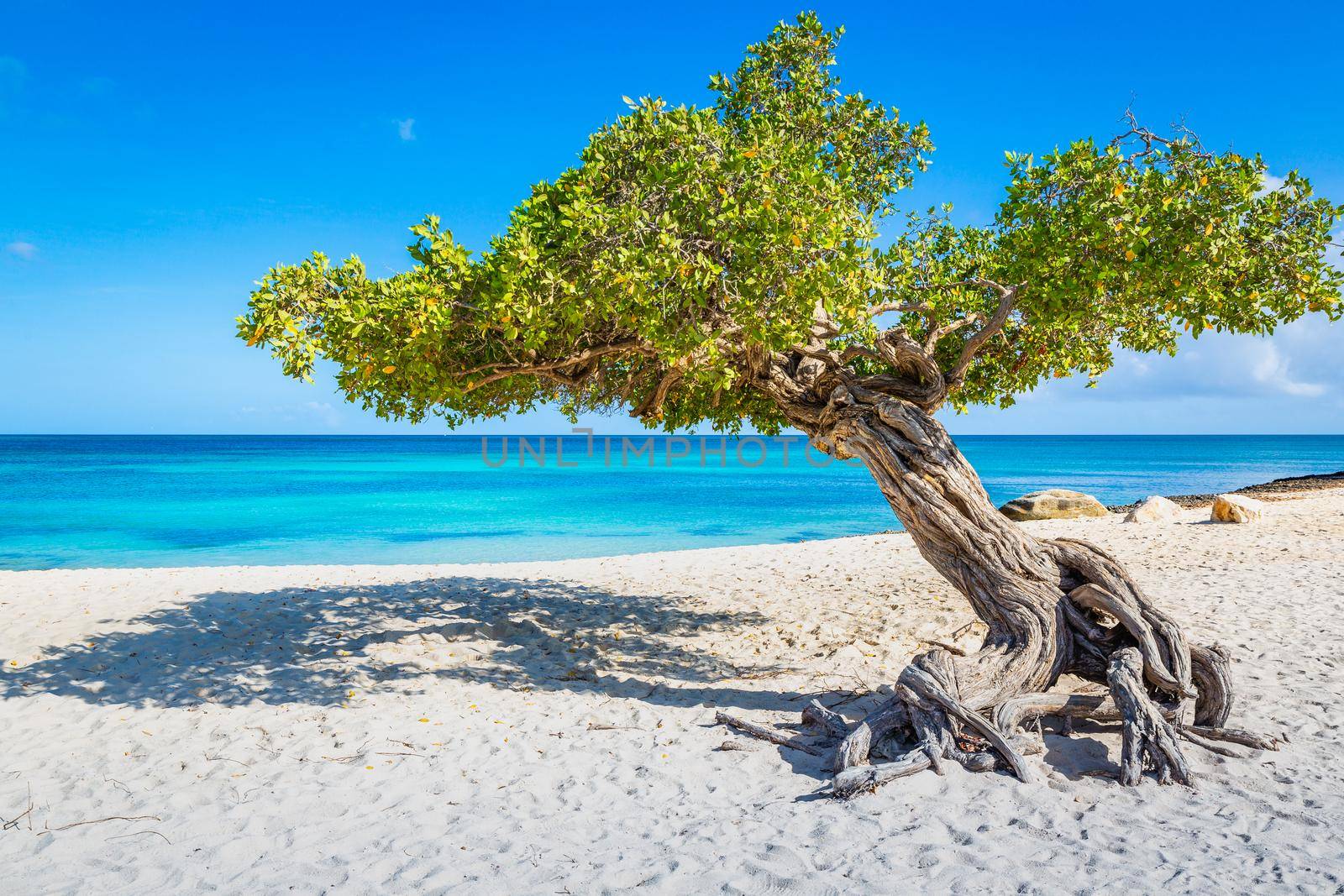 Idyllic beach in Aruba with Divi Divi tree, Dutch Antilles by positivetravelart