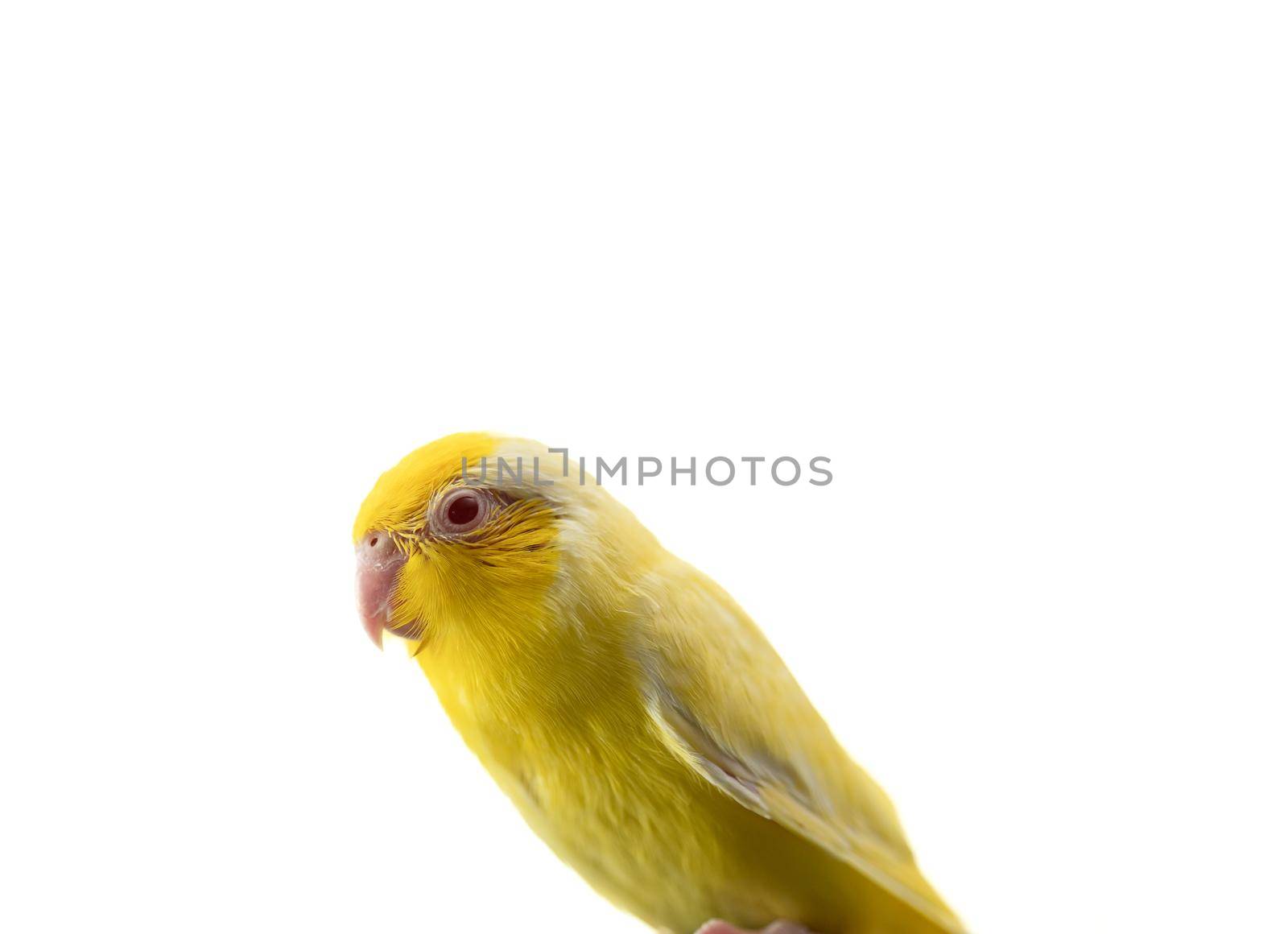 Tiny yellow parrot parakeet Forpus bird, white isolation background.