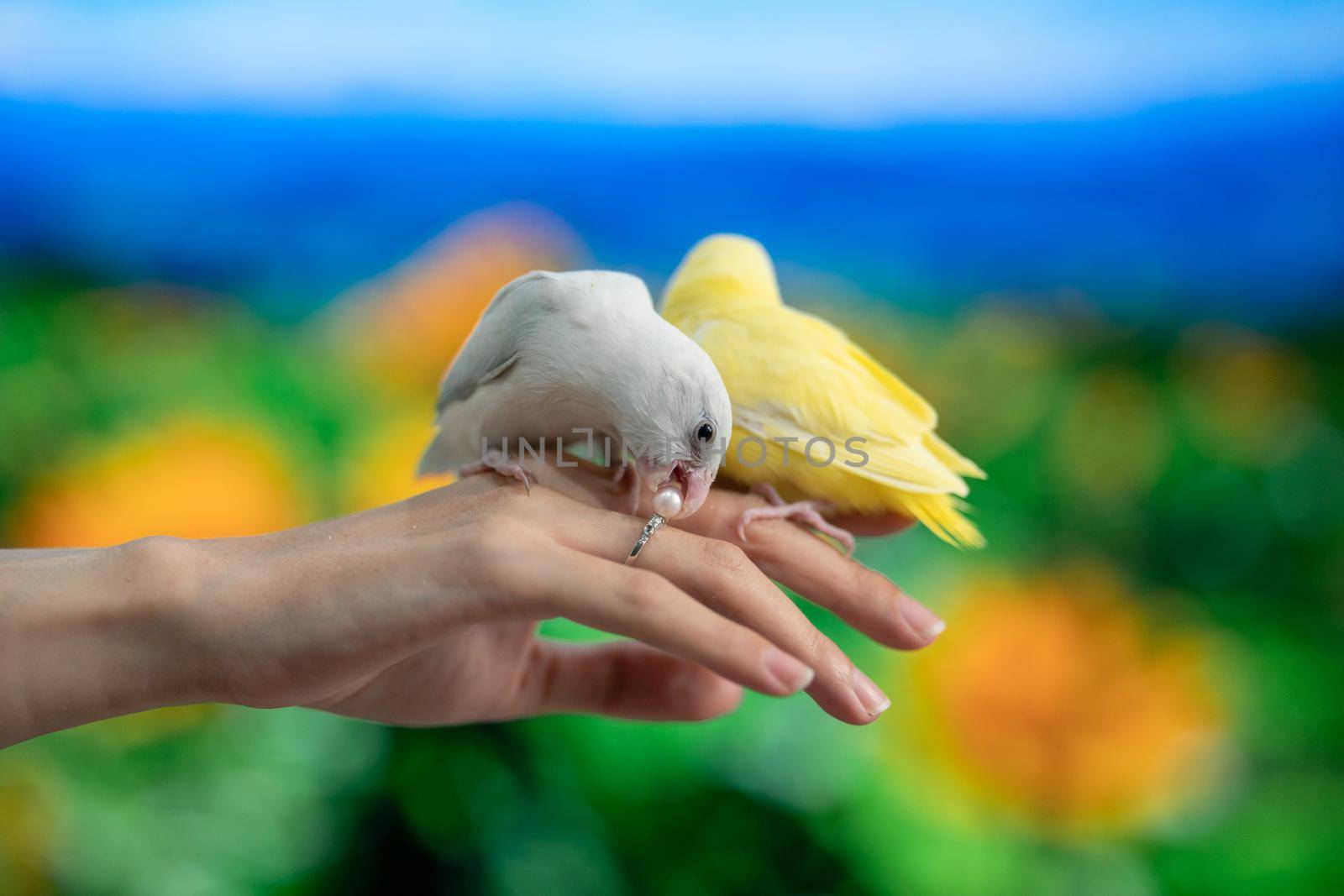 Tiny parrot yellow and white Forpus bird on hand, white parrot try to bite pearl ring.