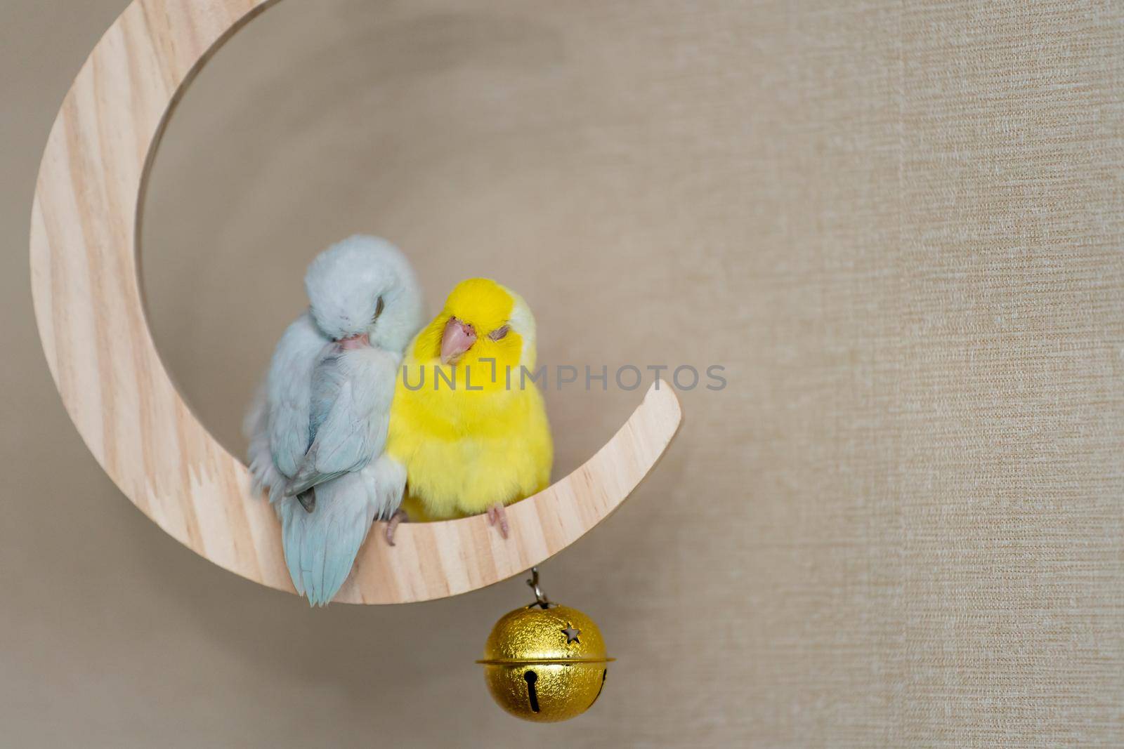 Couple Forpus, little tiny parrots bird perched on a mini crescent moon wooden swing. by sirawit99