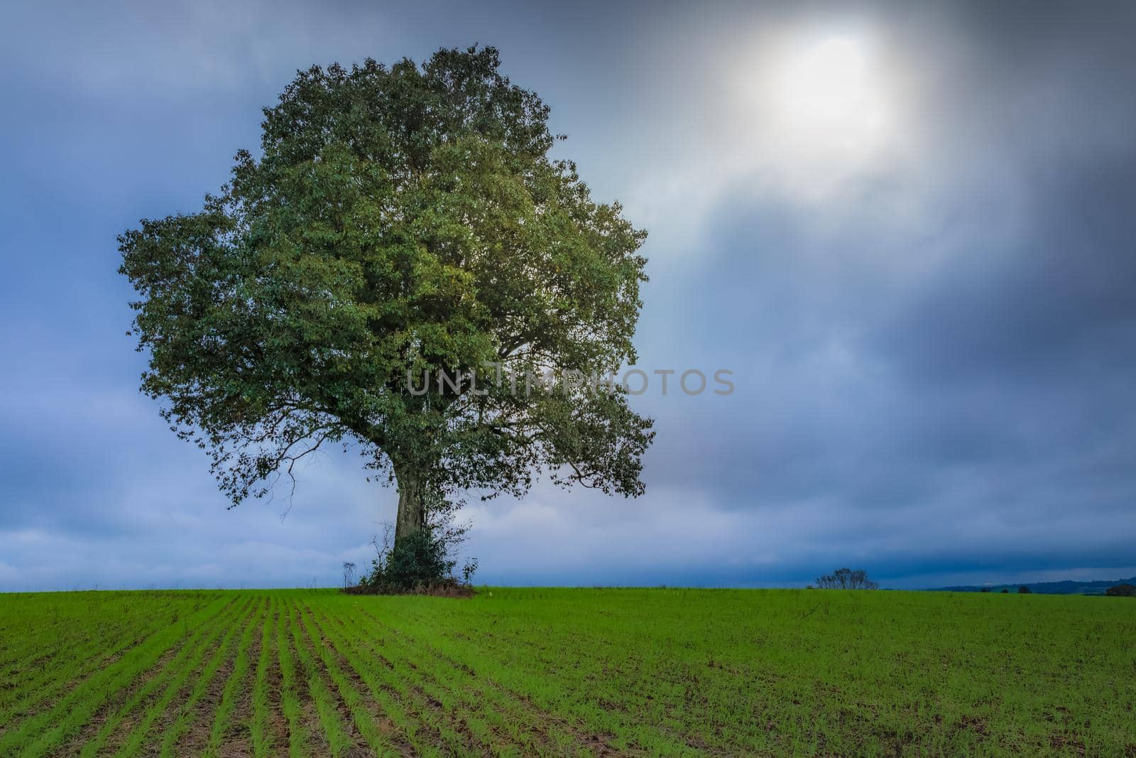 Single tree in wheat field and dramatic sky at evening in Tuscany