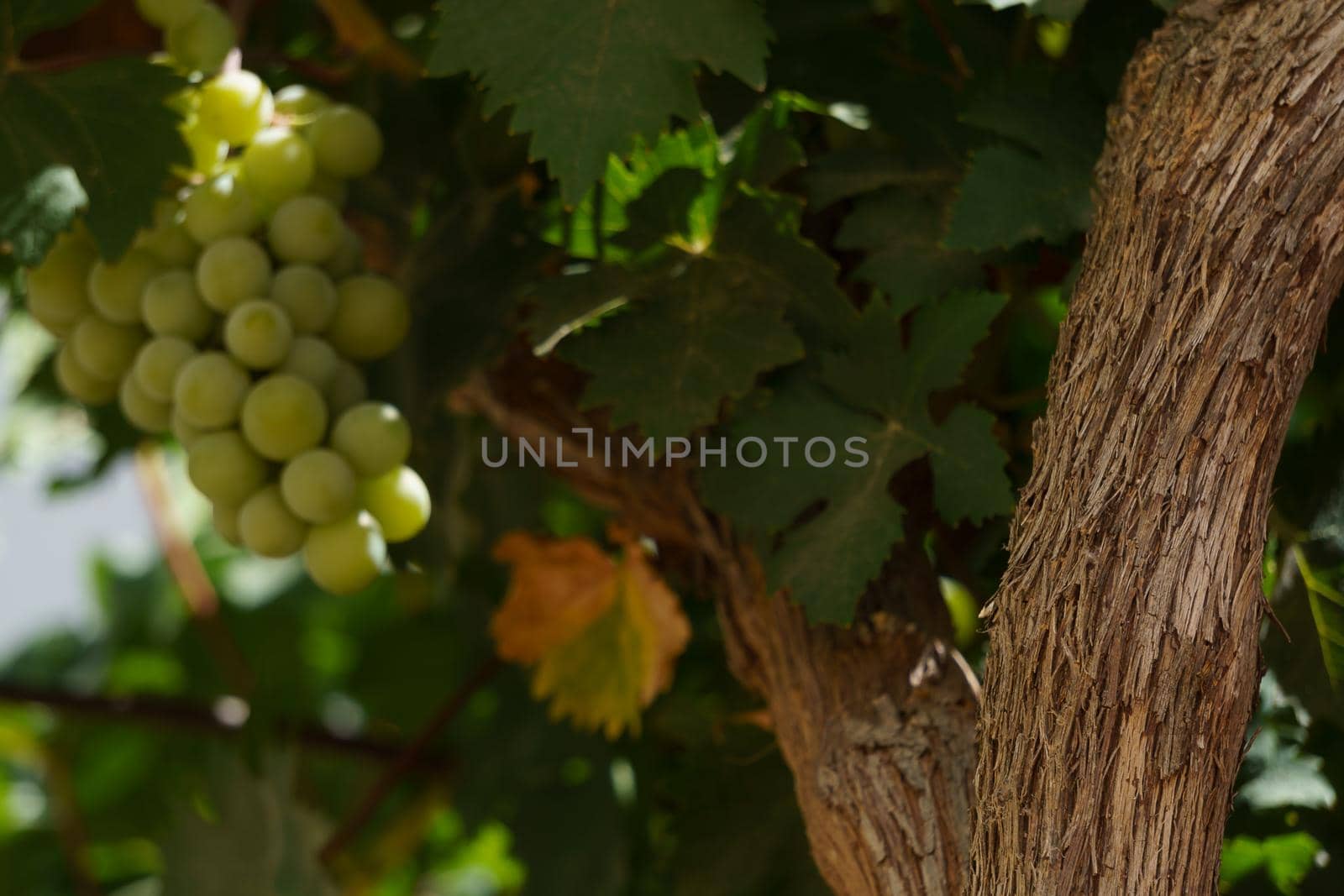 close-up of a bunch of green grapes on the vine illuminated by the sun's rays