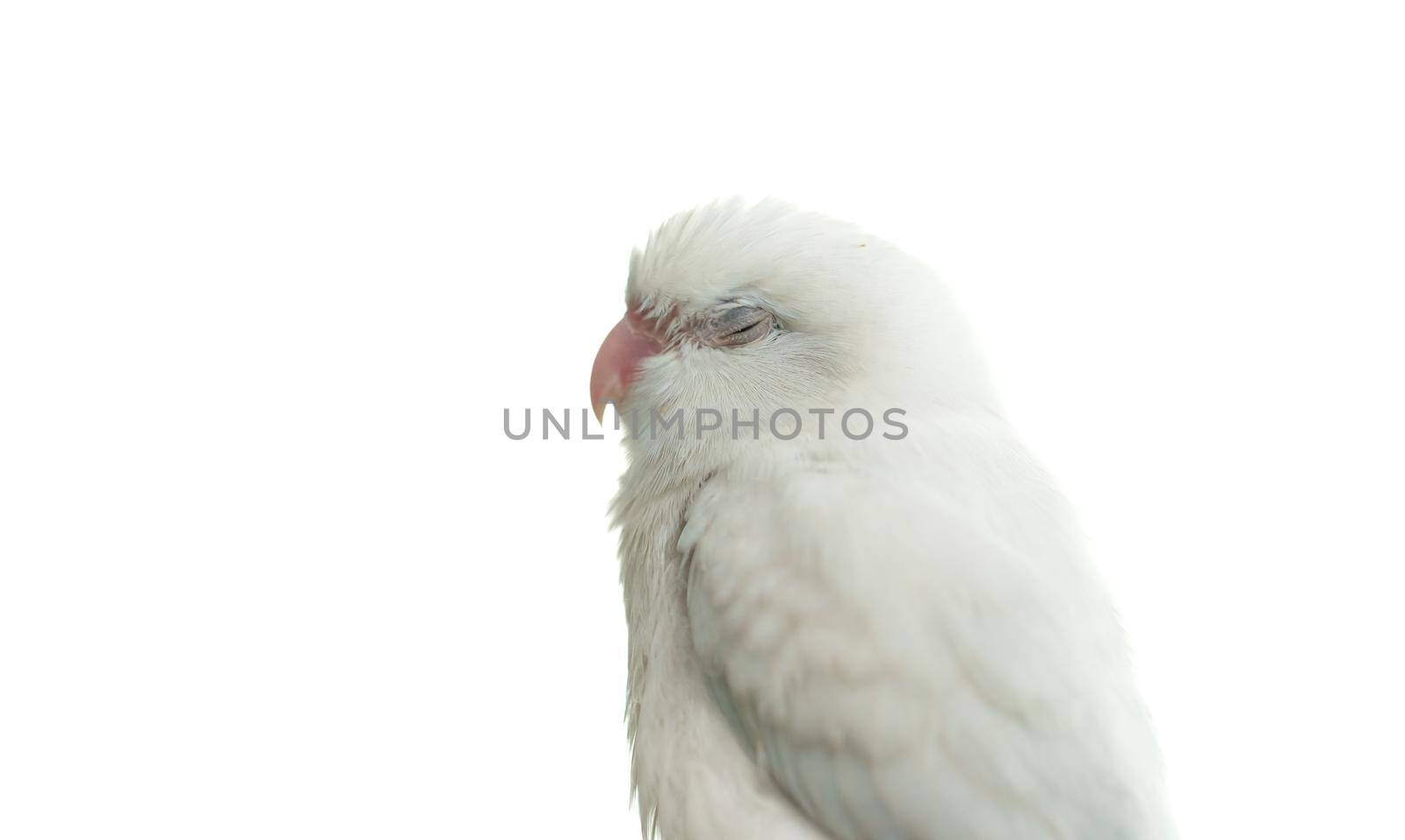 Tiny white parrot parakeet Forpus bird, white isolation background. by sirawit99