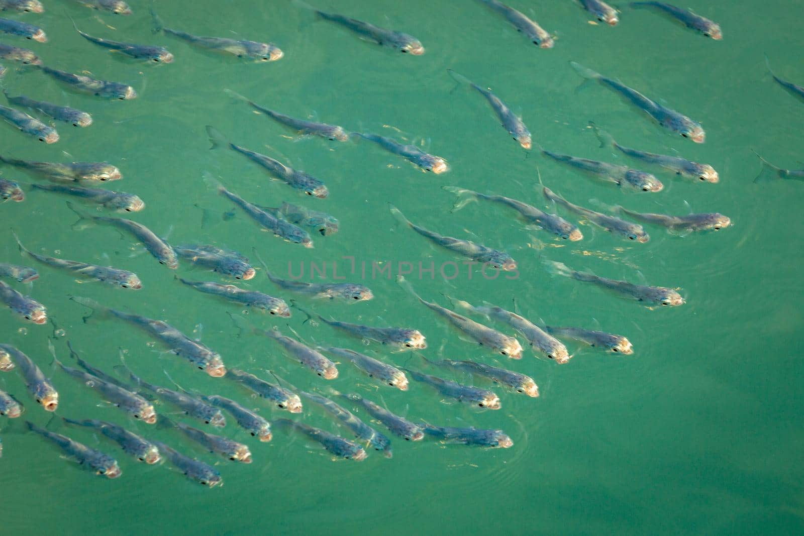 School of sardines young fish under translucent caribbean sea, Aruba beach by positivetravelart