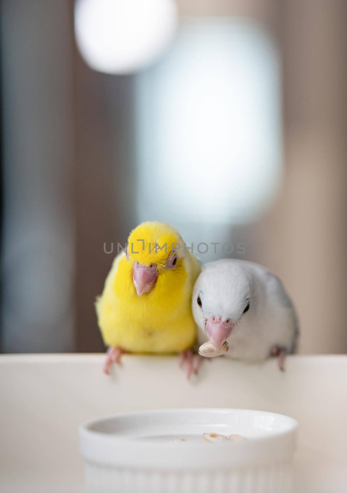 Pair of tiny parrot parakeet white and yellow Forpus bird.