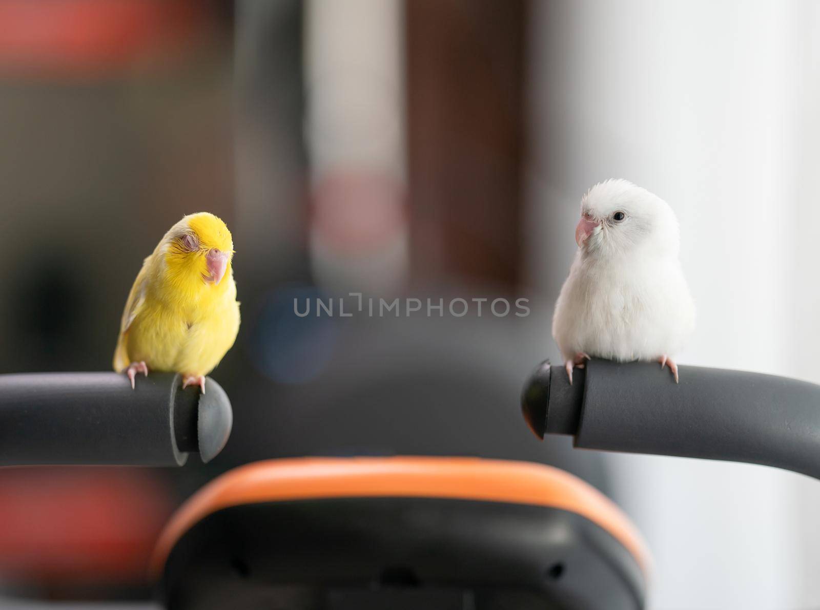 Pair of tiny parrot parakeet white and yellow Forpus bird.
